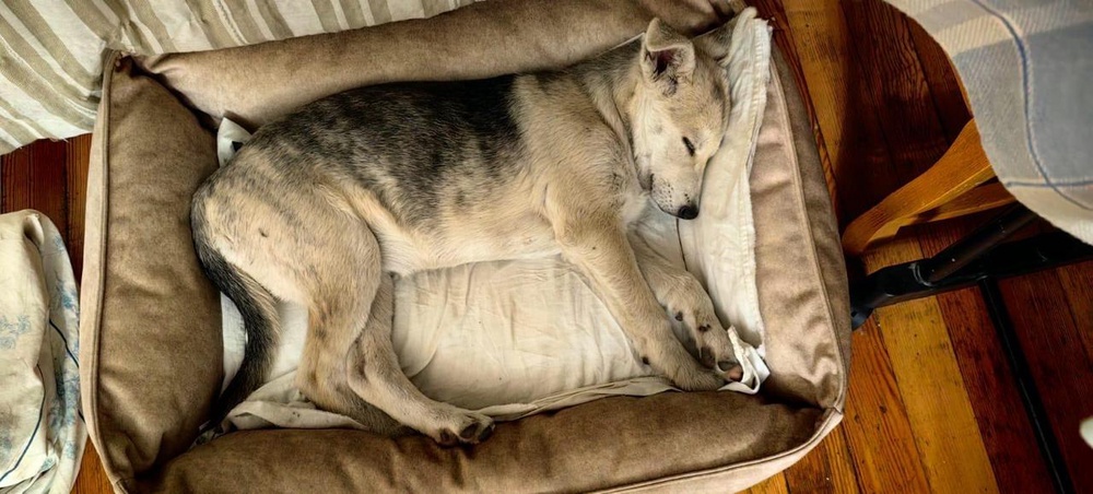 Лежанка для животных "Комфорт"