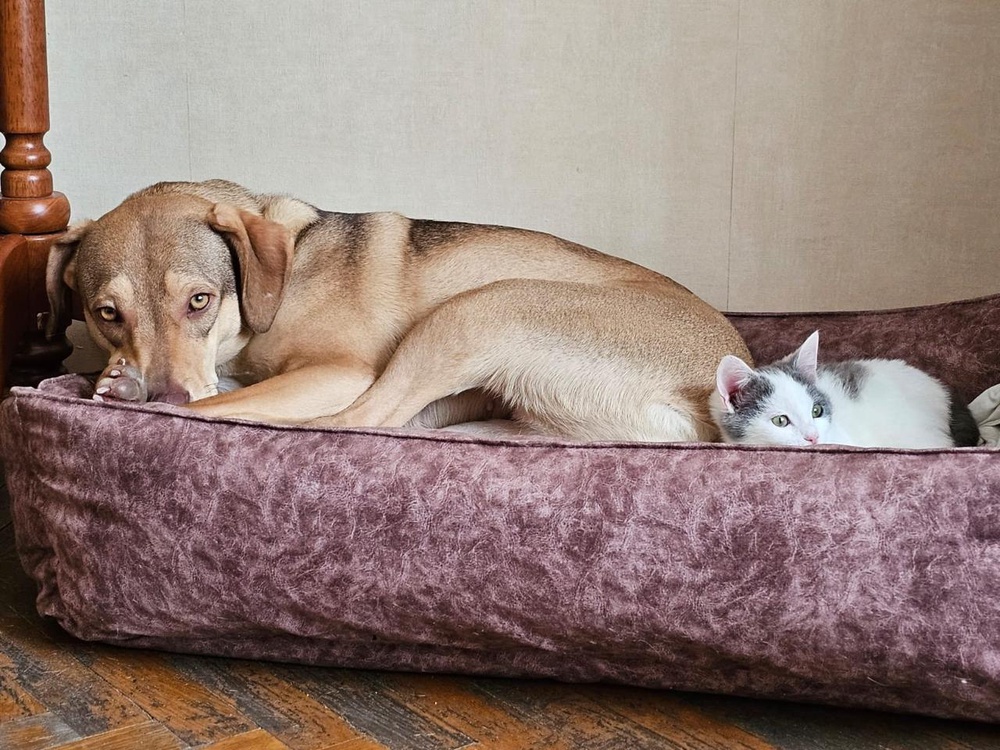 Лежанка для животных "Комфорт"