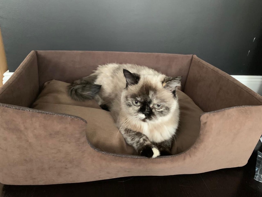 Лежанка для животных "Оптима"