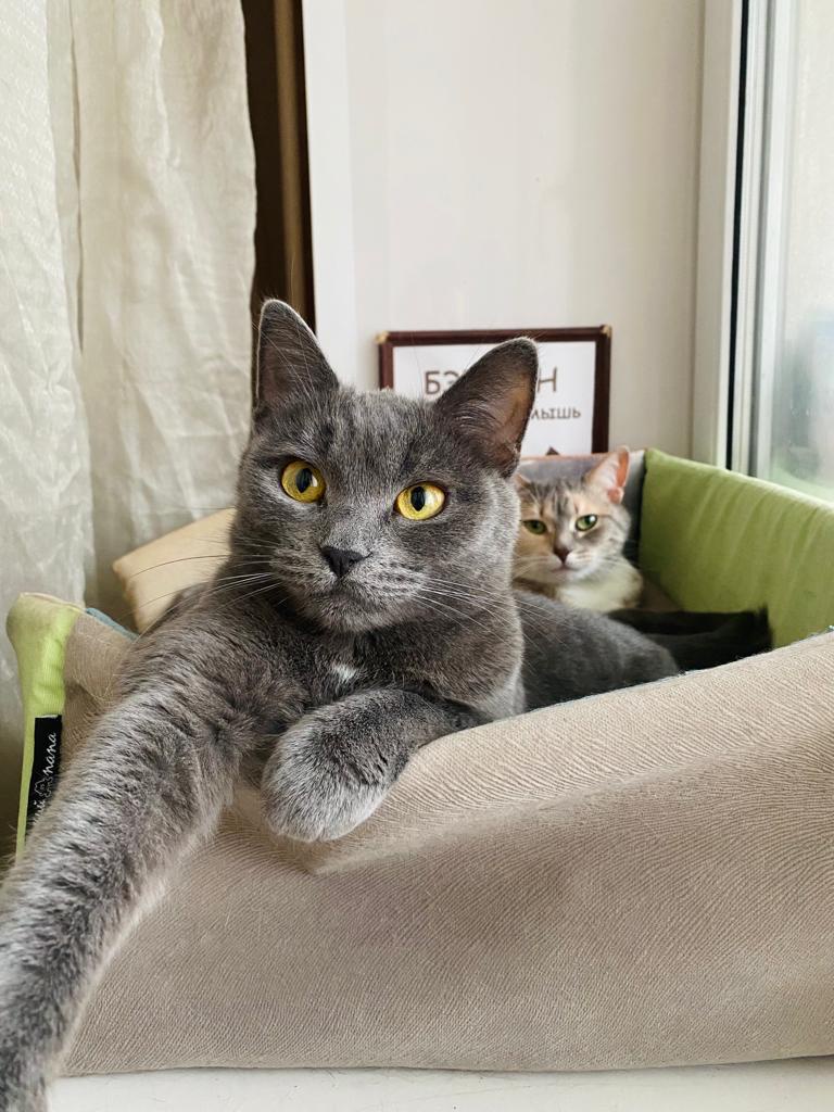 Лежанка для животных "Оптима"