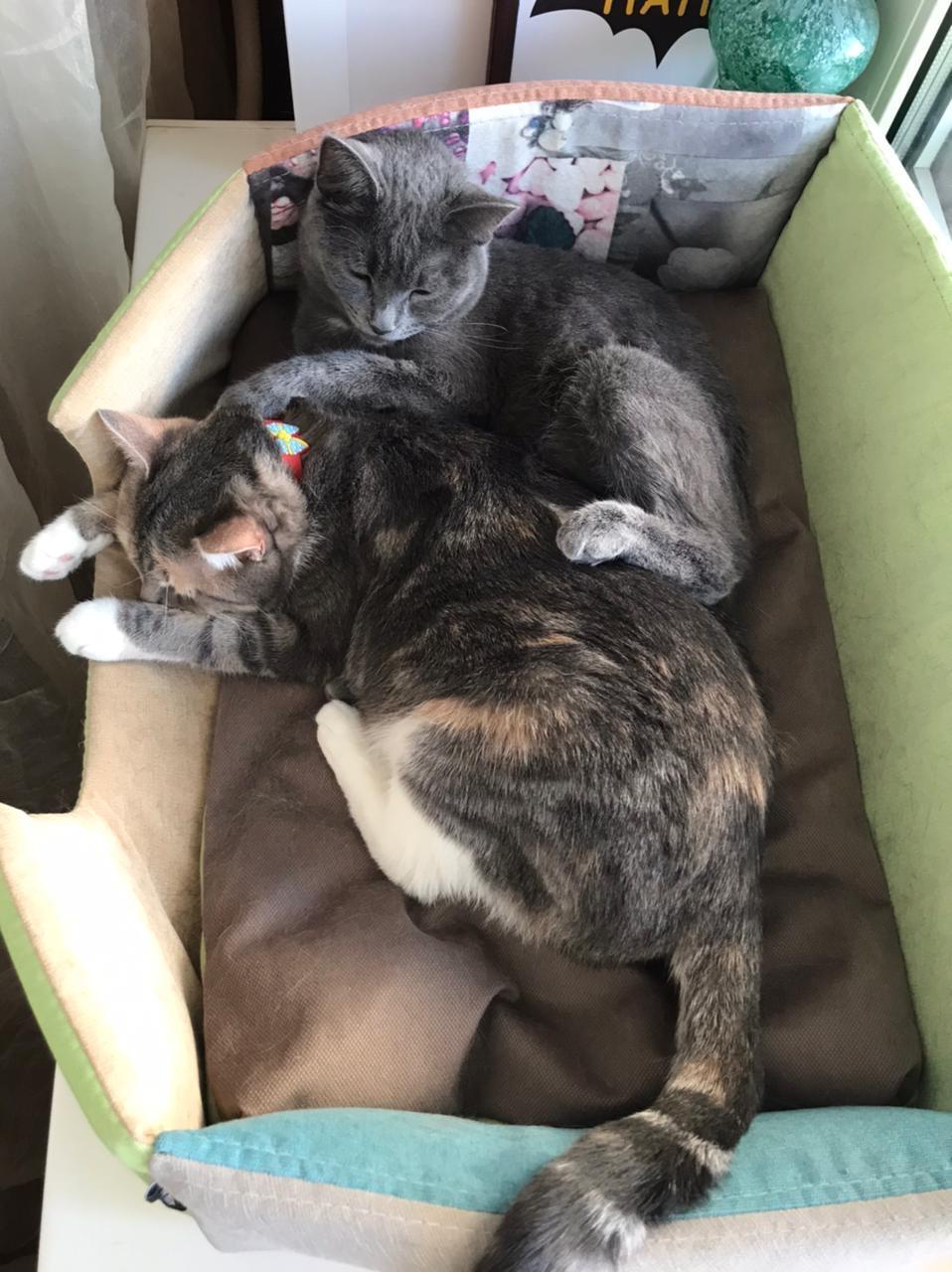 Лежанка для животных "Оптима"