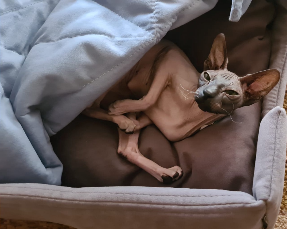 Лежанка для животных "Мини"