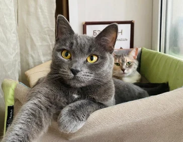 Лежанки для животных