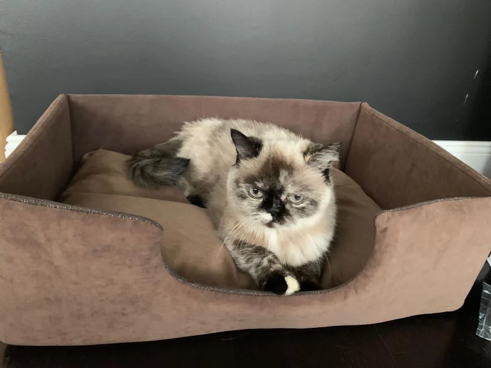 Лежанка для животных "Оптима"